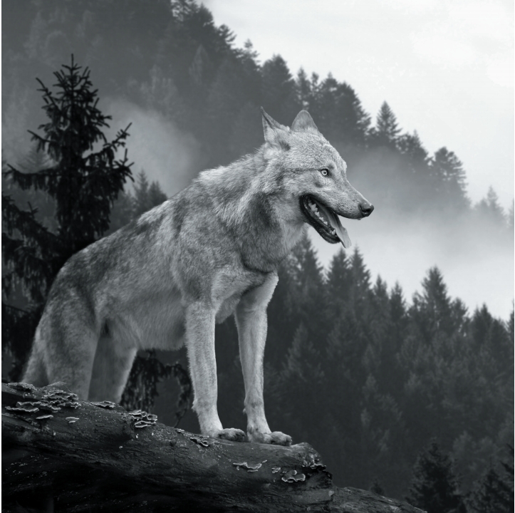 Wolves in Black and White A Photographic Journey Through the Lives of Wolves - photo 22