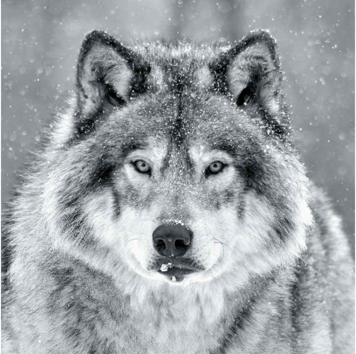 Wolves in Black and White A Photographic Journey Through the Lives of Wolves - photo 23