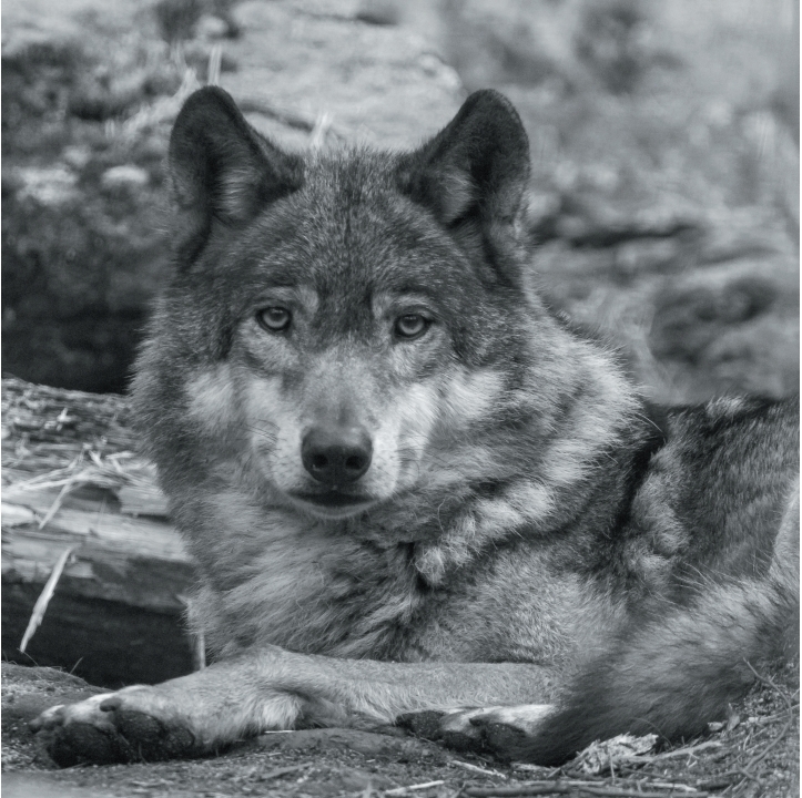 Wolves in Black and White A Photographic Journey Through the Lives of Wolves - photo 24