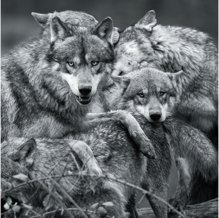 Wolves in Black and White A Photographic Journey Through the Lives of Wolves - photo 25