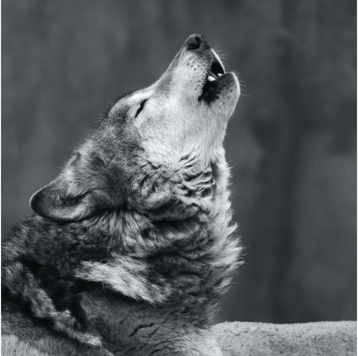 Wolves in Black and White A Photographic Journey Through the Lives of Wolves - photo 26