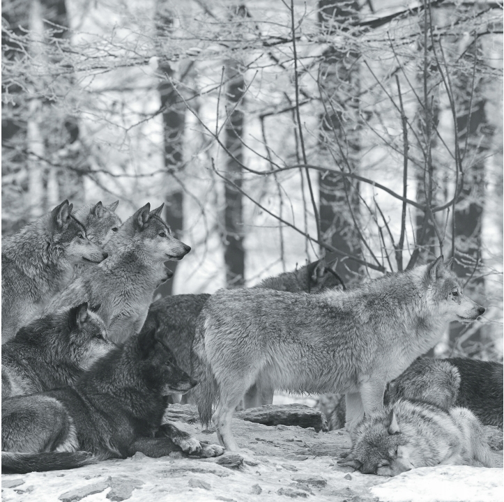 Wolves in Black and White A Photographic Journey Through the Lives of Wolves - photo 28