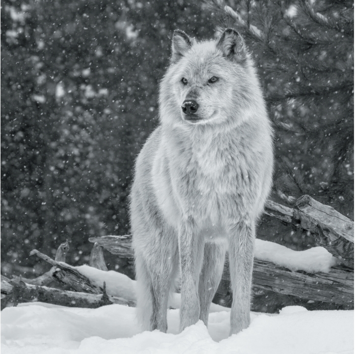 Wolves in Black and White A Photographic Journey Through the Lives of Wolves - photo 3