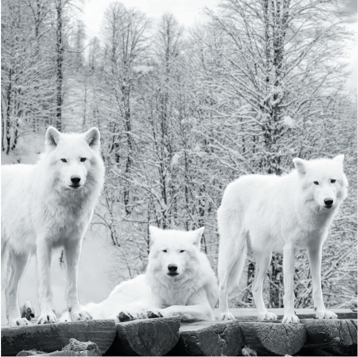 Wolves in Black and White A Photographic Journey Through the Lives of Wolves - photo 30