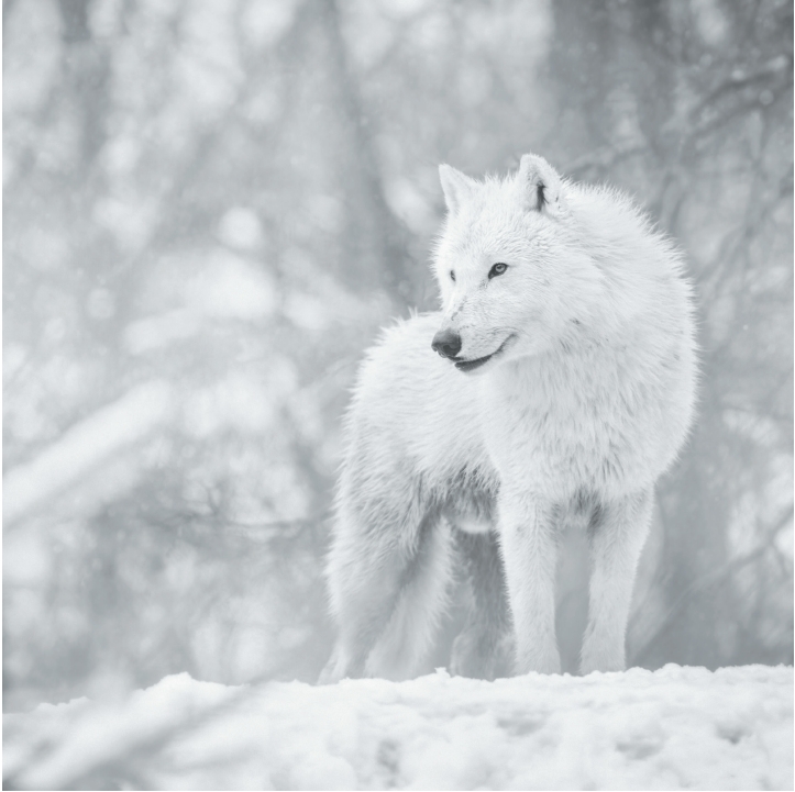 Wolves in Black and White A Photographic Journey Through the Lives of Wolves - photo 31