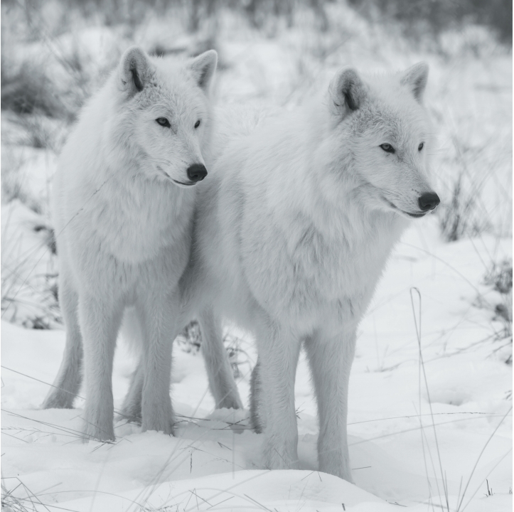 Wolves in Black and White A Photographic Journey Through the Lives of Wolves - photo 32