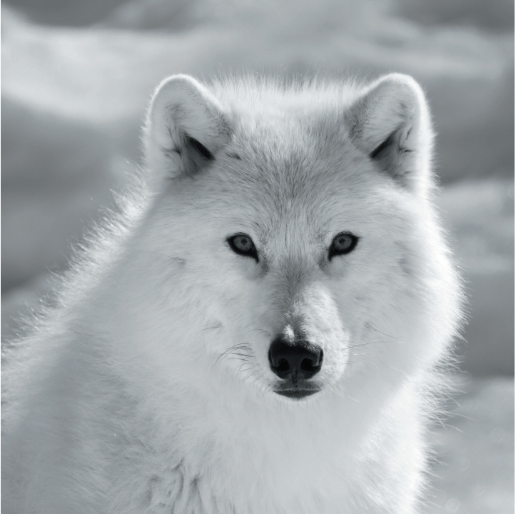 Wolves in Black and White A Photographic Journey Through the Lives of Wolves - photo 33