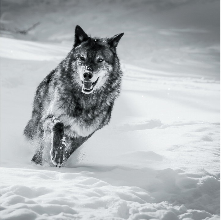 Wolves in Black and White A Photographic Journey Through the Lives of Wolves - photo 34