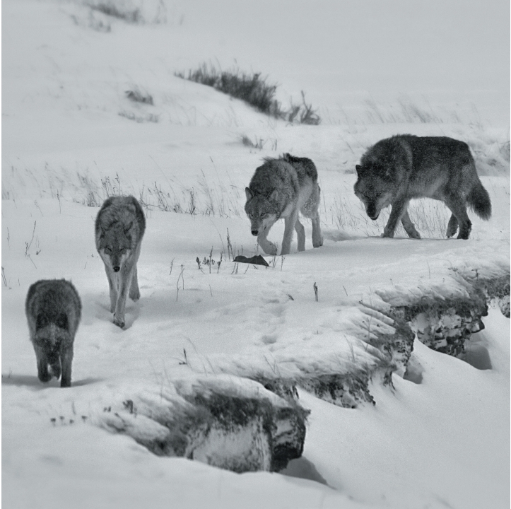 Wolves in Black and White A Photographic Journey Through the Lives of Wolves - photo 35