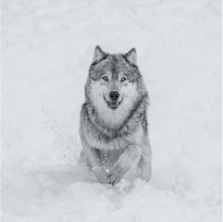 Wolves in Black and White A Photographic Journey Through the Lives of Wolves - photo 37