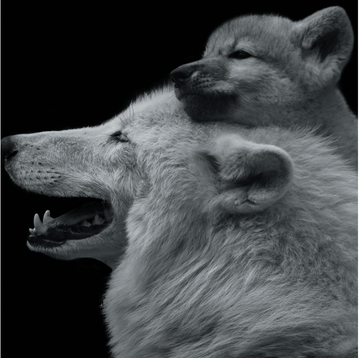 Wolves in Black and White A Photographic Journey Through the Lives of Wolves - photo 39