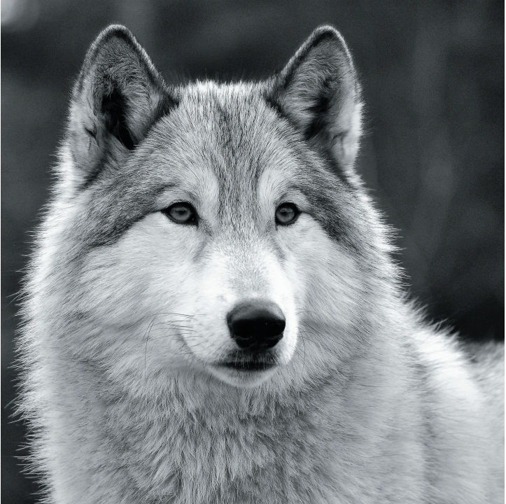 Wolves in Black and White A Photographic Journey Through the Lives of Wolves - photo 4