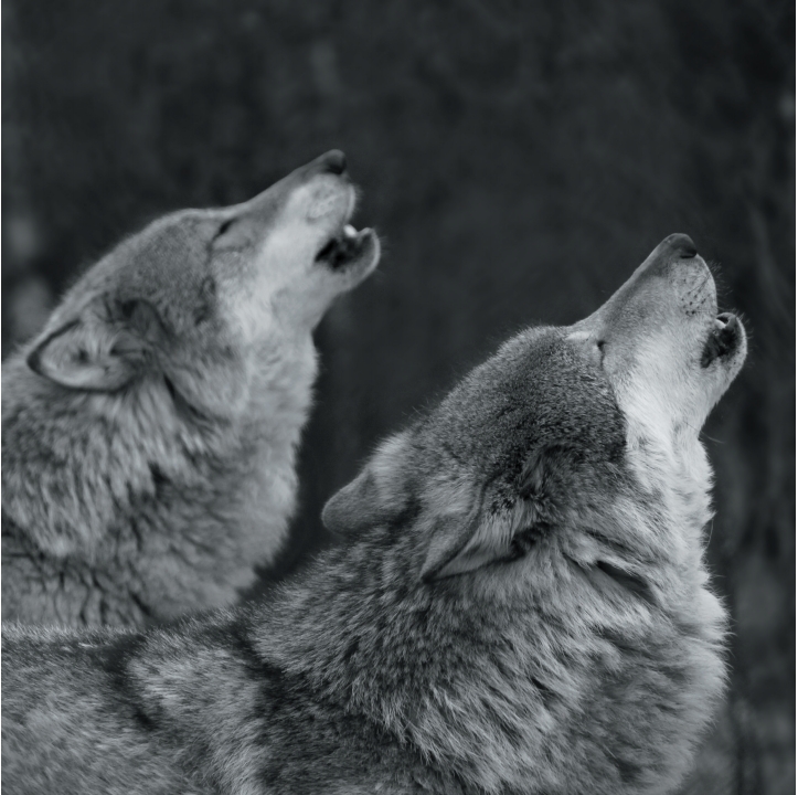 Wolves in Black and White A Photographic Journey Through the Lives of Wolves - photo 40