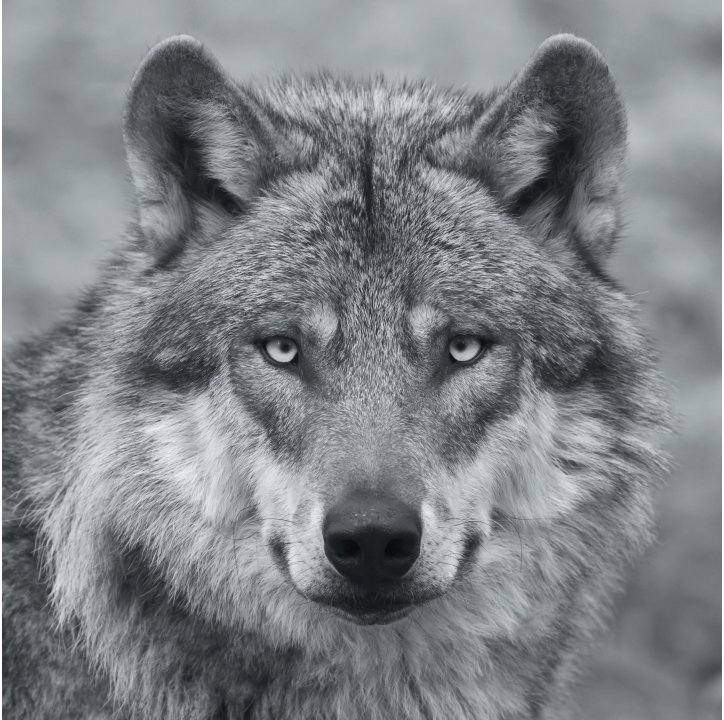 Wolves in Black and White A Photographic Journey Through the Lives of Wolves - photo 41