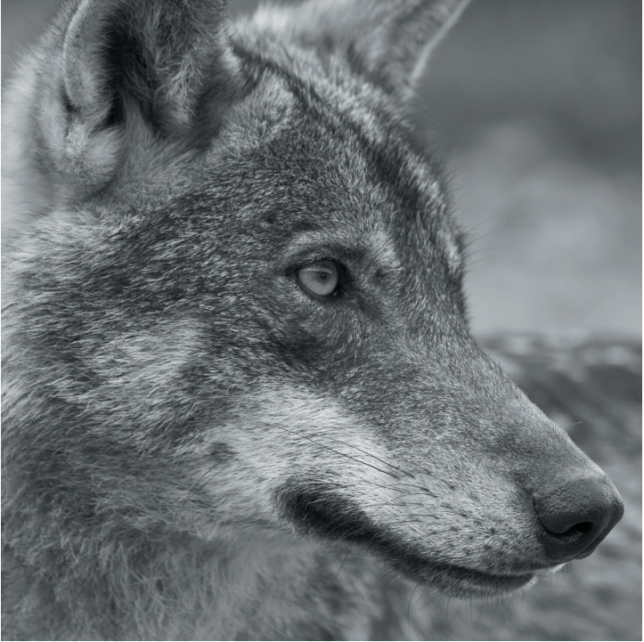 Wolves in Black and White A Photographic Journey Through the Lives of Wolves - photo 42