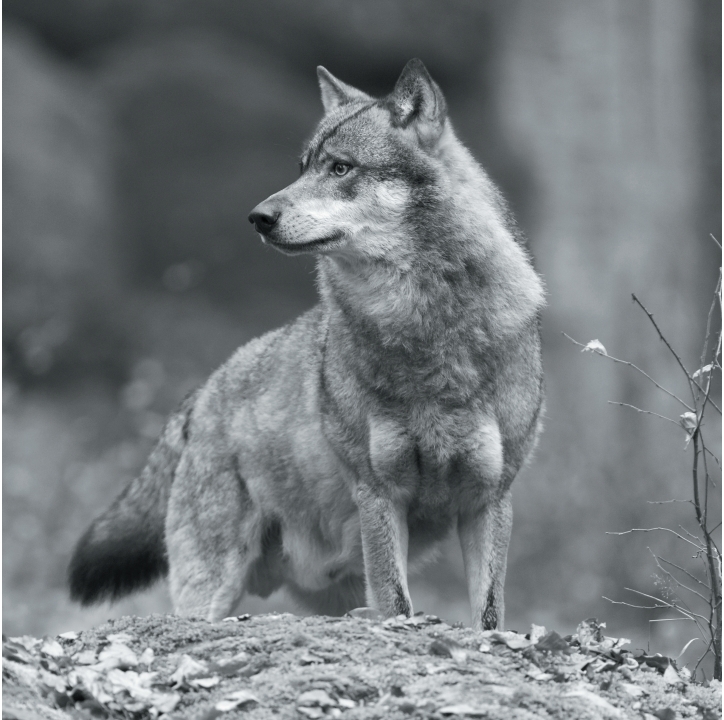 Wolves in Black and White A Photographic Journey Through the Lives of Wolves - photo 44