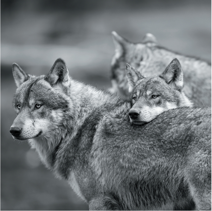 Wolves in Black and White A Photographic Journey Through the Lives of Wolves - photo 45