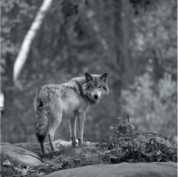 Wolves in Black and White A Photographic Journey Through the Lives of Wolves - photo 46