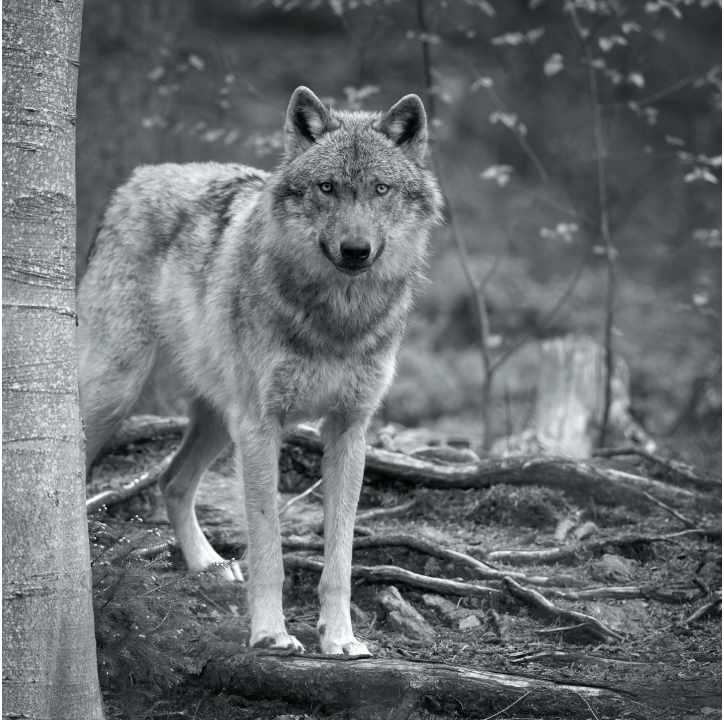 Wolves in Black and White A Photographic Journey Through the Lives of Wolves - photo 6