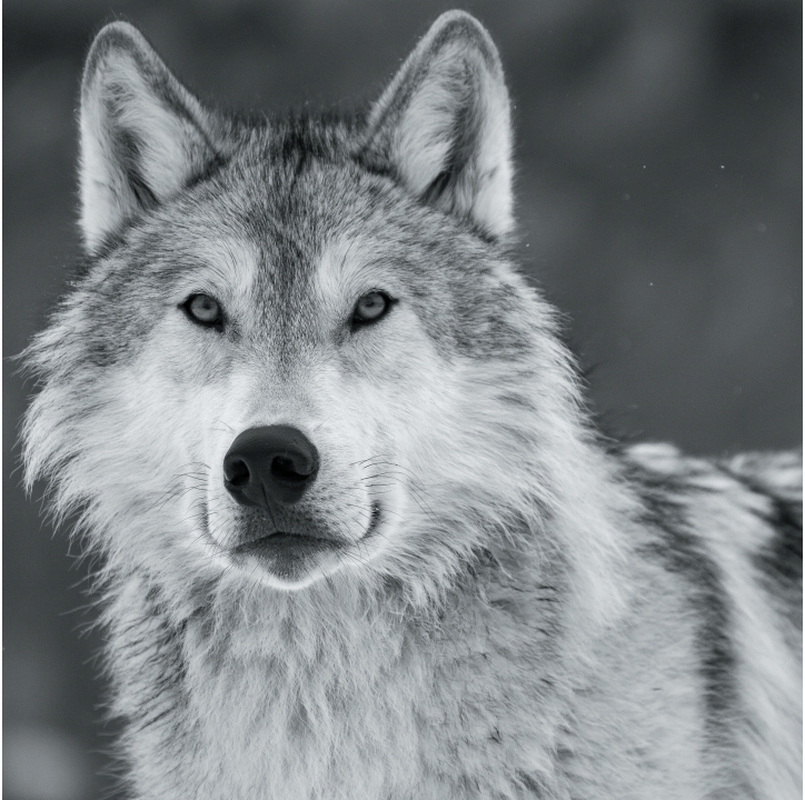 Wolves in Black and White A Photographic Journey Through the Lives of Wolves - photo 7