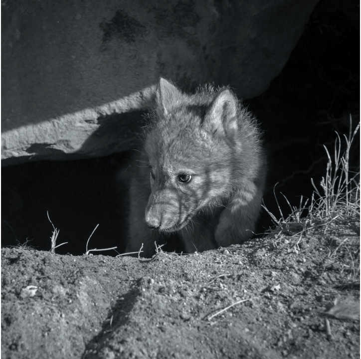 Wolves in Black and White A Photographic Journey Through the Lives of Wolves - photo 8