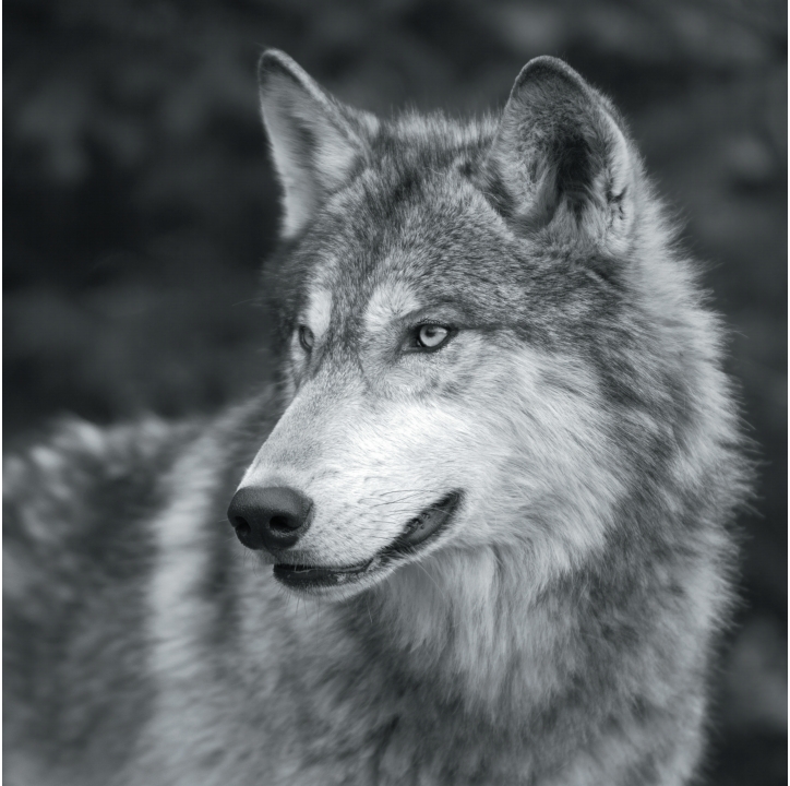 Wolves in Black and White A Photographic Journey Through the Lives of Wolves - photo 9