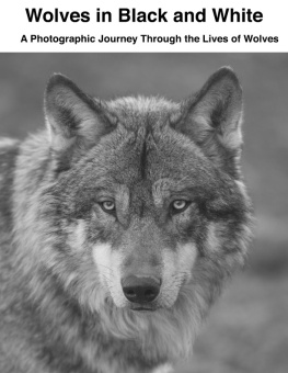 David Sechovicz - Wolves in Black and White: A Photographic Journey Through the Lives of Wolves