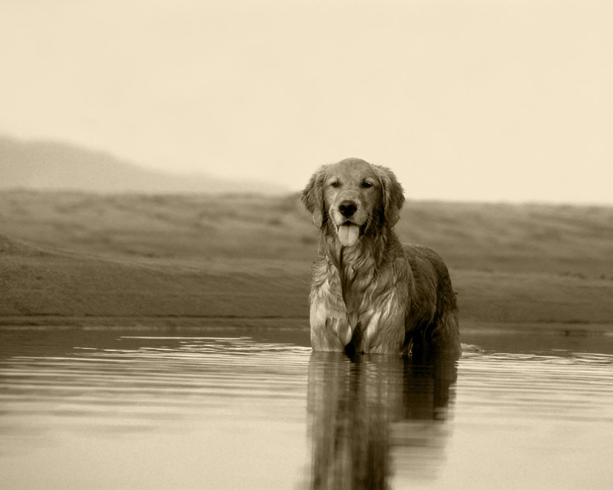 Pause and Reflect This photograph was shot in an inlet of water the dog found - photo 4