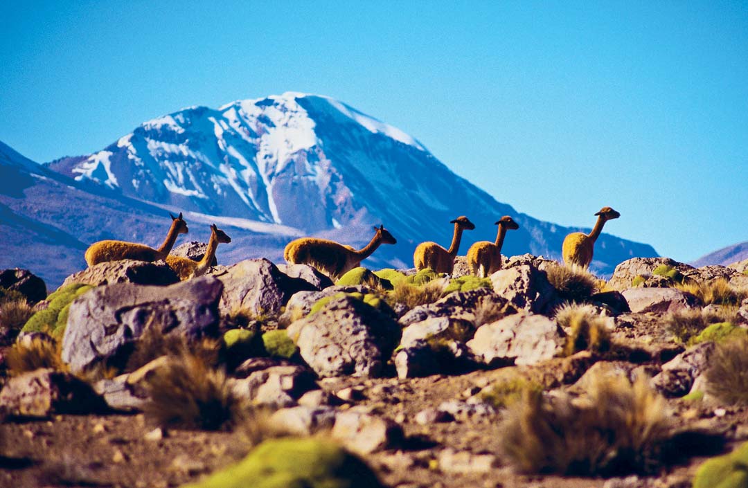 Vicua Parque Nacional Lauca WOODS WHEATCROFT LONELY PLANET IMAGES Meet - photo 4