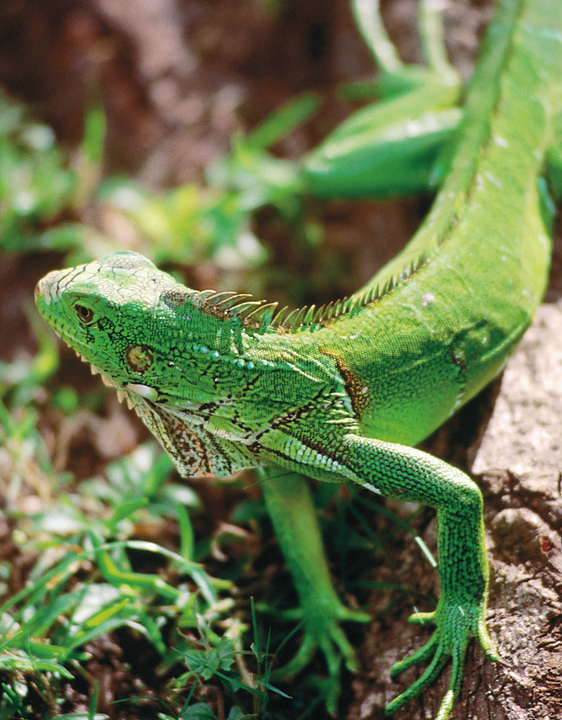 Green iguana RALPH HOPKINS LONELY PLANET IMAGES Montezuma If you dig - photo 9