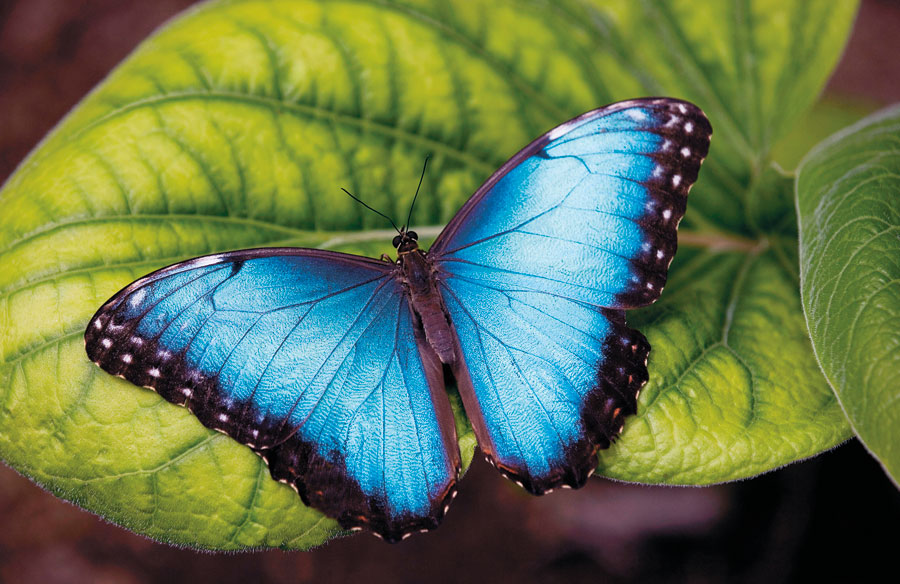 Costa Ricas iconic blue morpho butterfly ROBERT MATTON AB ALAMY TOP - photo 4