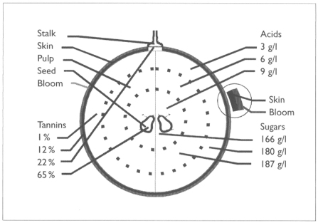 The composition of the grape All of these constituent elements are of - photo 13