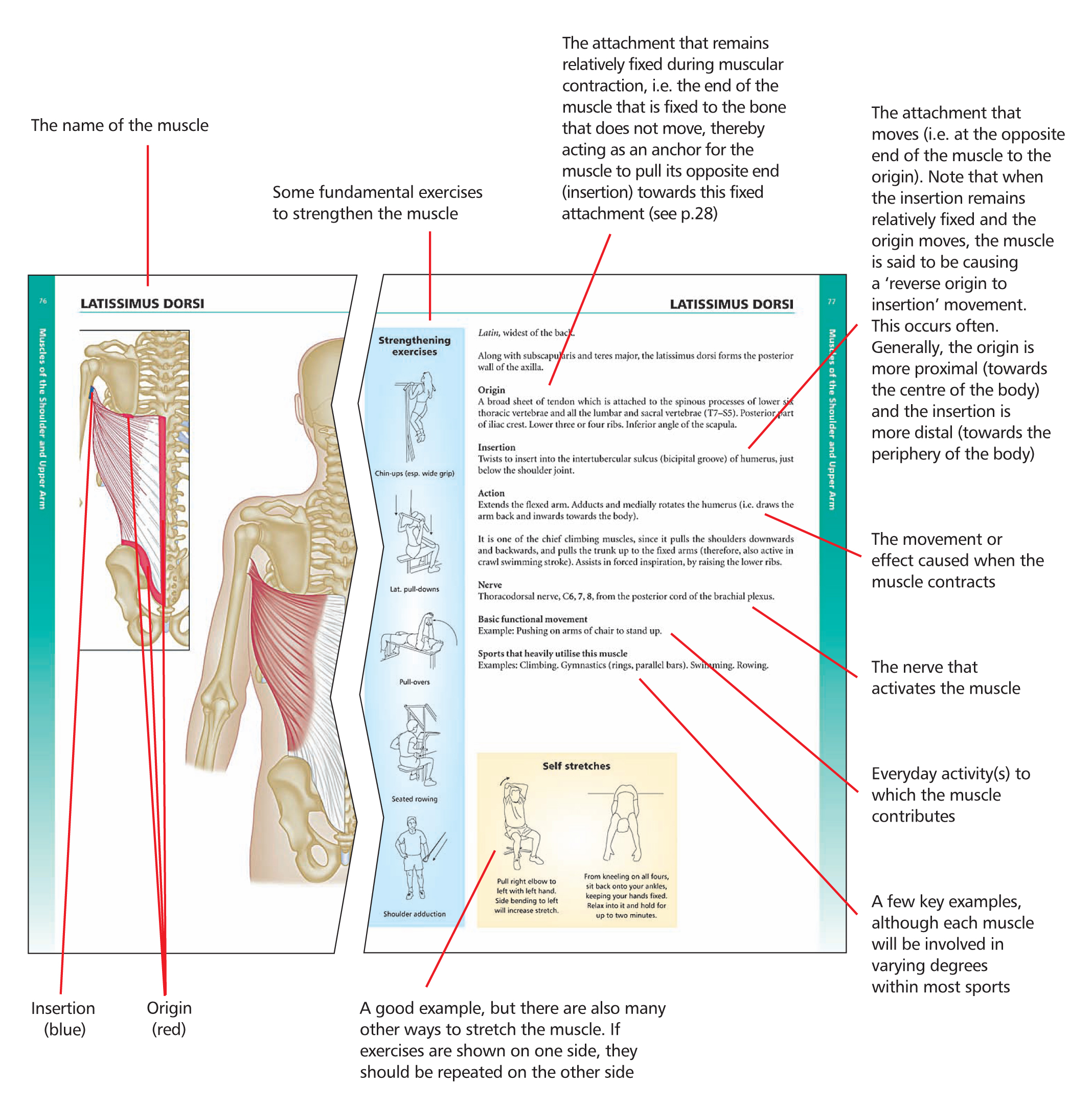 A Note About Peripheral Nerve Supply The nervous system comprises The central - photo 3