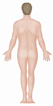 Figure 3 Posterior Behind toward or at the backside of the body Figure - photo 7