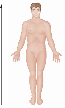 Figure 4 Superior Above toward the head or upper part of the structure or - photo 8