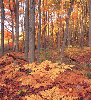 Michigans Manistee National Forest is part of the Huron-Manistee National - photo 12