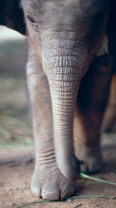 NATIONAL GEOGRAPHIC IMAGE COLLECTION ALAMY Ancient Anuradhapura Here big - photo 8