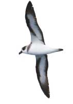 Petrels Albatrosses and Storm-Petrels of North America A Photographic Guide - photo 1