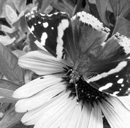 ACKNOWLEDGMENTS JUST AS A RAIN GARDEN IS CO - photo 6