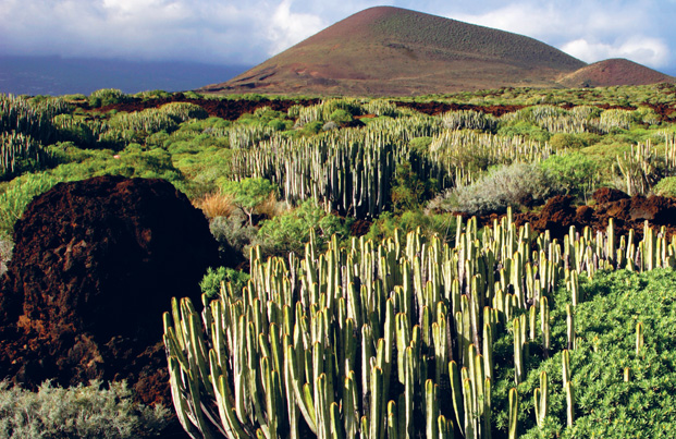 Endemic plants in the Malpais de Gimar Tenerife DIEGO LEZAMALONELY PLANET - photo 2