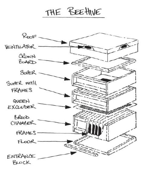 From A to Bee My First Year as a Beginner Beekeeper - image 7