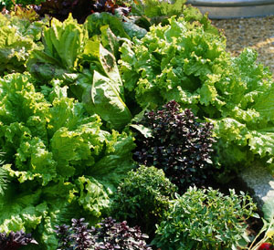 HEAD LETTUCES As these lettuces grow leaves clasp together to form heads - photo 7