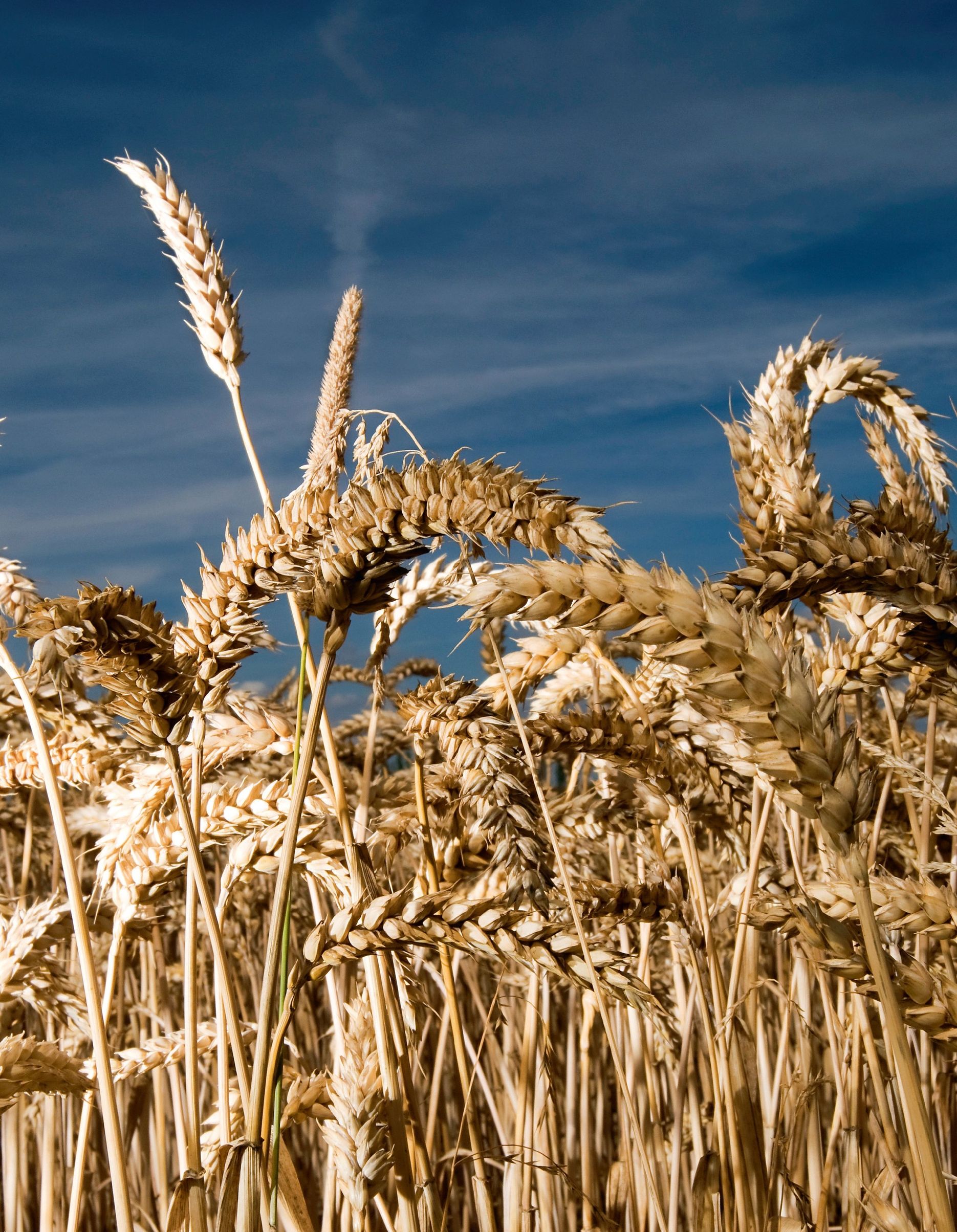 bread a human right Bread is a historically important part of the human - photo 3