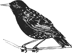 Starlings will sometimes dunk their food in a birdbath Why Do Birds Take - photo 2