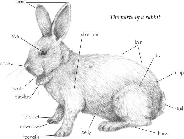 A new rabbit has many adjustments to make Give your rabbit a few days to get - photo 15