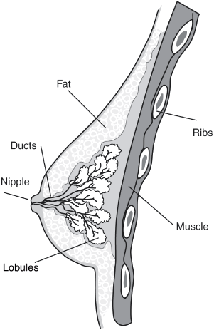 Anatomy of the breast Breast cancer almost always begins in the lobules the - photo 3