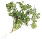 Coriander is an indispensable herb and spice in Thai cooking Coriander seeds - photo 4