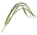 Garlic chives or gu cai also known as Chinese chives have long green flat - photo 10