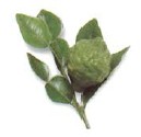 Kaffir limes are small limes with a very rough and intensely fragrant skin but - photo 11