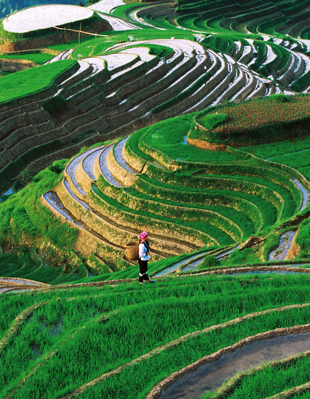 Zhuang girl terraced rice fields Guangxi KEREN SUGETTY IMAGES - photo 6